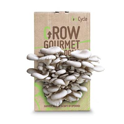 GroCycle Mushroom Growing Kit